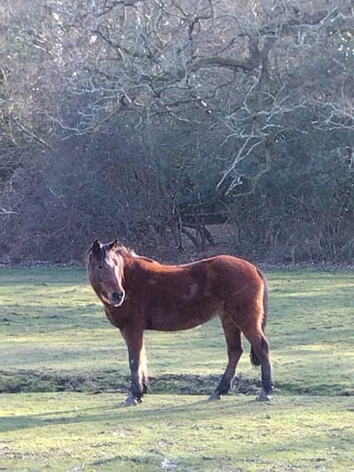 An adult, medium-sized, brown New Forest pony stands in a grassy field, facing left with its head turned to look directly at the viewer. The pony has a dark brown coat with lighter brown highlights, particularly visible on its flanks, and a white blaze marking on its forehead extending down the muzzle. Its lower legs show signs of darker discoloration, possibly mud. The ground consists of green grass with patches of disturbed earth or mud. In the background, a dense line of bare deciduous trees and shrubs with visible, gnarled branches forms a natural backdrop. The scene is illuminated by natural light, casting subtle shadows. This location is within the New Forest, United Kingdom.