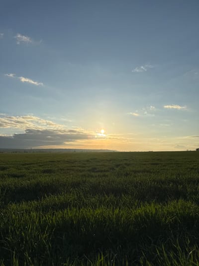 The image shows a landscape view, likely taken in a rural area near Gorni Tsibar, Bulgaria. The sun is positioned in the center of the frame, low on the horizon, suggesting sunrise or sunset. To the left, a blue sky with scattered, thin clouds is visible. To the right, a field of green grass or crops stretches out, filling a significant portion of the image. The ground appears relatively flat. There are no people visible in the photograph.