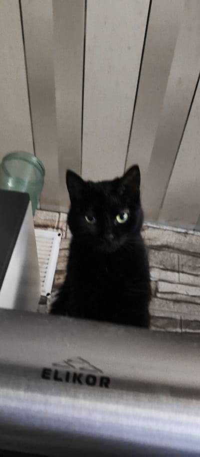 A black cat with green eyes is perched on a shelf, looking directly at the camera. Behind the cat, a tiled wall is visible, and to the left, a glass jar and a white object are present. In the foreground, a metal bar with the inscription "ELIKOR" is present. The image is taken indoors, possibly in Kondrovo, Russia, though the exact location is not specified.