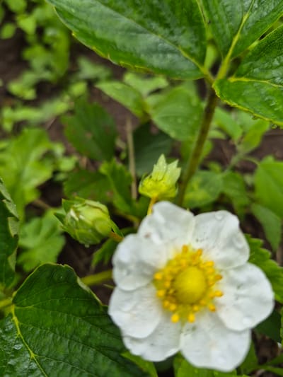 A close-up, eye-level shot captures a white strawberry flower in bloom, its center a vibrant yellow with small stamen. The flower, slightly out of focus, is surrounded by lush green strawberry leaves, some of which have water droplets on them. Two unopened green flower buds are visible to the left of the main bloom. The background is a blur of green foliage and dark soil, suggesting an outdoor garden setting. The scene is static, with no people or animals present. The location is identified as Gardamas, Lithuania.
