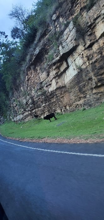 A layered rock face stands beside a narrow strip of green grass, next to a paved road. The rock displays hues of tan and brown. Two dark figures, possibly animals, stand on the grass near the rock face. Patches of trees and blue sky are visible. The road is likely wet.