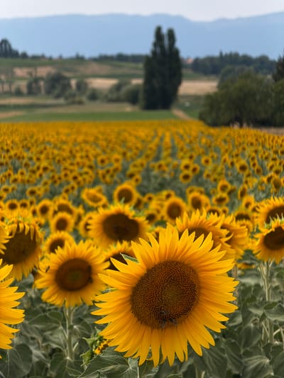 This is a photograph taken at a sunflower field near Jussy, Switzerland. The foreground features several large sunflowers in sharp focus, with one prominent sunflower on the right occupying a significant portion of the frame. This sunflower has bright yellow petals and a dark brown center populated with several small, dark insects, likely bees. To the left, another sunflower is partially visible, also with bright yellow petals. Behind these, the field extends into the distance, filled with countless more sunflowers, their yellow heads creating a vast, textured carpet. The background shows rolling hills with scattered trees and fields, culminating in a hazy, blue mountain range under a pale sky. The overall impression is one of a vibrant, sun-drenched landscape.