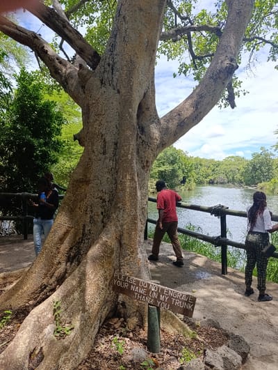 The image shows a large tree with a sign attached to its trunk. The sign reads: "PLEASE DO NOT ENGRAVE YOUR NAME ON MY TRUNK THANK YOU." The scene takes place at the edge of a river in Tsavo North National Park, Kenya. The river is visible in the background and is partially obscured by green vegetation. Two people are standing next to the tree, while a third person is visible in the background. The person standing closest to the tree is wearing a red shirt and black pants. The second person is wearing a blue shirt and jeans. The third person in the background is wearing a black and white patterned dress. There is a wooden railing along the edge of the river. The ground is made of dirt and rocks.  The sky is blue with some clouds. The location is a popular tourist destination and the coordinates are approximately -2.985 latitude and 38.021 longitude.
