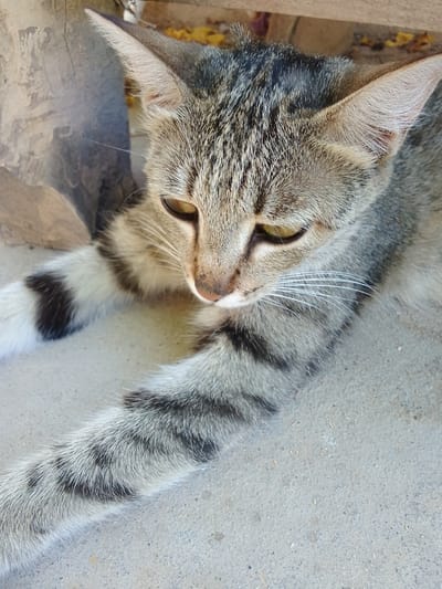 A close-up, eye-level shot focuses on the face and extended front leg of a tabby cat resting on a concrete surface. The cat's fur is a mix of gray, black, and white, with distinct tabby markings on its head and legs. One of its front paws is extended forward, with prominent black stripes on its forearm. The cat's eyes are a light amber color, and it appears to be looking downwards.
In the background, a large, textured object, possibly a tree trunk or wooden post, is visible to the left. Behind that, a blurred wooden surface and some scattered yellow leaves suggest an outdoor setting. The concrete ground appears slightly dusty, with a few small specks of debris. The lighting suggests it is daytime. The overall mood is calm and relaxed. There is no visible text in the image. The location context provided is Muborak, Uzbekistan.
