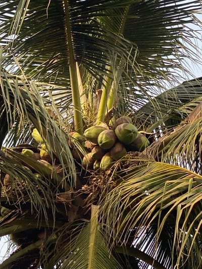 The image displays the upper canopy of a coconut palm tree (Cocos nucifera) located in Odo Ona, Nigeria. Multiple clusters of green coconuts, some exhibiting partial brown discoloration, are densely packed at the crown of the tree. Long, pinnate palm fronds extend outwards and downwards, framing the central fruit clusters and partially obscuring a light blue sky visible in the background. The core of the tree shows fibrous trunk material. No individuals, animals, or artificial structures are visible within the frame. The scene is illuminated by natural daylight.