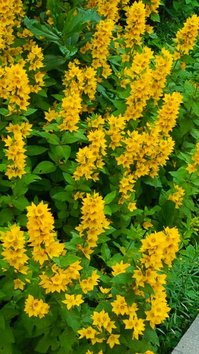 This is a vertically oriented, close-up photograph of a dense cluster of bright yellow flowers, likely Lysimachia (loosestrife), with lush green foliage. The flowers are star-shaped with five pointed petals and appear in multiple spires and clusters throughout the frame. They are densely packed, creating a vibrant tapestry of yellow against the verdant leaves. Some of the leaves show minor damage, with small holes or tears. The overall impression is one of abundance and natural growth.
The scene suggests a garden or wild area in bloom. The lighting appears to be natural daylight, likely midday given the brightness and lack of harsh shadows, though this cannot be definitively determined. There are no people, animals, or man-made objects visible that would indicate a specific activity or event. The setting is implied to be a natural environment, possibly a park or roadside, given the appearance of the foliage and the hint of what could be a paved edge or path on the lower right. The location context provided is Zvenigorod, Russia, which aligns with the type of flora and general natural scenery often found in that region during warmer months. There is no visible text in the image. The emotion evoked is one of natural beauty and the vibrancy of summer.