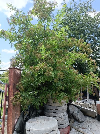 A tall, bushy green plant with clusters of small green berries is growing in front of a rusty metal post. Behind the plant, a large tree with dense green foliage is visible. To the right of the plant, a stack of circular concrete pavers is leaning against the rusty post, and a large, flat, circular stone with a metal rod embedded in it rests on the ground. The ground is covered with gravel and small stones, with some scattered debris including a black tarp. In the background, there are various construction materials and a glimpse of what appears to be a green armored vehicle. The sky is blue with scattered white clouds. The scene appears to be an outdoor area, possibly a yard or storage area, in the city of Pełcznica, Poland.