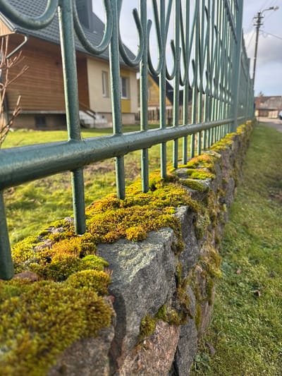 The scene is located in Strigailiškis, Lithuania. The image presents a low-angle perspective of a dark green metal fence installed atop a stone wall. The metal fence features vertical bars with decorative scrolled elements and exhibits surface moisture. The supporting wall, constructed from irregularly shaped grey and brown stones, is heavily colonized by green and yellowish-green moss across its upper and visible lateral surfaces. To the left of the fence and wall, a grass lawn extends towards two residential structures. The prominent structure has a brown wooden upper exterior, a lighter-colored lower exterior, a ground-level window, and external wooden stairs. Bare tree branches are partially visible on the far left. To the right, a grass verge borders a paved road that leads into the background. A utility pole with associated wiring is situated near the road. A distant, partially visible vehicle is on the road. The overhead sky is overcast. No individuals or direct interactions are visible.