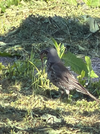 A bird is shown in Vaskelovo, Russia. The bird, which appears to be a thrush, is standing on the ground in a grassy area. It has a worm in its beak. The bird is facing to the left, and its body is angled away from the camera. The background is blurred, but it appears to be a wooded area. The lighting is natural, and the image is in focus.