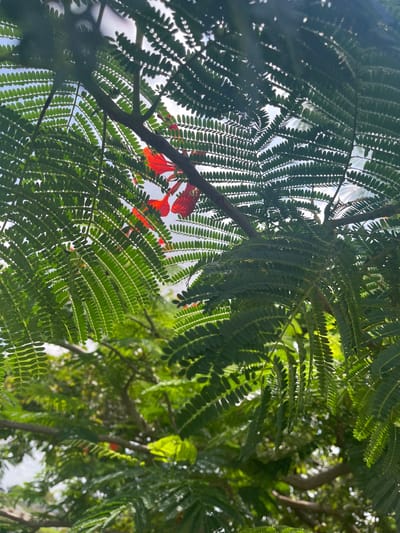 This image captures a close-up view of lush green foliage, likely from a tree with delicate, feathery leaves. The leaves are illuminated from behind by a bright light source, creating a silhouette effect and highlighting the intricate patterns of their venation. Amongst the vibrant green, there are splashes of bright red, suggesting the presence of flowers, possibly blooming from the same plant. These red elements provide a striking contrast to the dominant green hues.
The perspective is looking upwards, through the branches and leaves, towards a bright sky. The sky appears to be a light blue, indicative of a sunny day. The lighting suggests it is daytime, possibly late morning or afternoon, given the intensity of the sunlight. The leaves are the primary subjects, dominating the frame and creating a sense of being immersed in nature. There are no people visible in the image.
The image conveys a feeling of natural beauty and tranquility. The focus on the leaves and flowers emphasizes the intricate details of the plant life. The dappled sunlight filtering through the canopy adds depth and texture to the scene. The location context of Barako, Nigeria, hints at a tropical or subtropical environment where such vibrant flora would thrive. The presence of the red flowers alongside the abundant green leaves could suggest a flowering tree, adding to the picturesque quality of the setting. The overall impression is one of a peaceful, sunlit moment in nature.