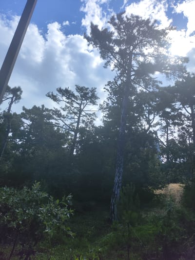 The image depicts a densely wooded area with tall trees against a cloudy blue sky. A prominent dark, vertical rectangular structure is visible on the left side of the frame, partially obscuring the trees. The foliage is varied, with some trees appearing as dark silhouettes and others showing more detail, particularly the pine trees with their distinctive needles. Sunlight filters through the clouds and trees, creating areas of brightness and shadow. In the foreground, there is a lower layer of vegetation, including a bush with broad leaves on the left and grassy areas with some taller, lighter-colored dried plants towards the right. The overall impression is of a natural, outdoor scene within a park or forest setting. Without specific landmarks or context, pinpointing the exact location within Массандровский поселковый совет, Ukraine, is not possible based solely on this image.