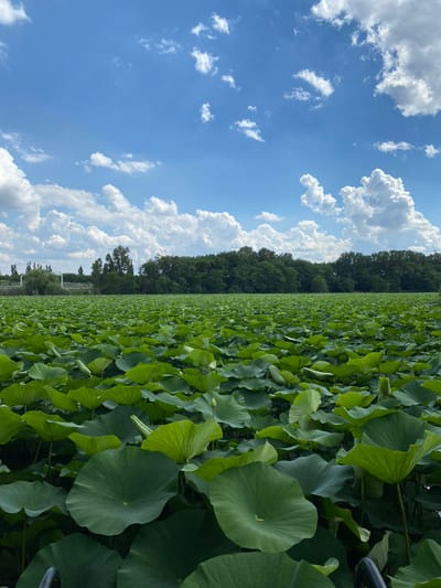 This is a vertically oriented, eye-level, outdoor shot of a vast field of lotus plants under a bright blue sky dotted with fluffy white clouds. The lotus leaves are large and round, with vibrant green coloration. They fill the lower two-thirds of the frame, creating a dense, textured carpet. In the background, a dark green line of trees marks the edge of the field, with hints of structures, possibly buildings or infrastructure, visible above the trees. The sky is a dominant feature, taking up the upper third of the image, with the white clouds casting soft shadows on the green expanse below. The lighting suggests it is daytime, likely late morning or early afternoon, with the sun high in the sky. There is no visible text or text-like elements in the image. The overall scene conveys a sense of natural beauty and abundance, with the vastness of the lotus field and the expansive sky contributing to a peaceful and serene atmosphere. The image appears to be taken in a rural or agricultural setting, possibly a lotus farm or a natural wetland area.