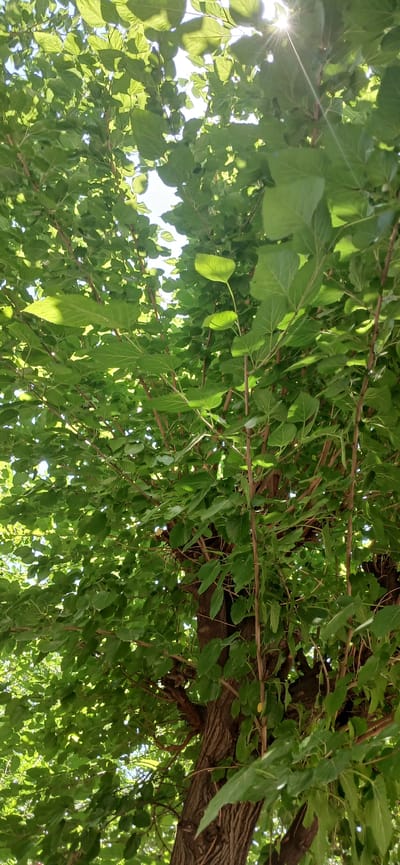 The image is a low-angle shot looking up into the canopy of a mature tree, likely a mulberry tree, with its dense green leaves obscuring much of the sky. Sunlight filters through the leaves, creating dappled light and bright highlights, with a sunburst effect visible in the upper center of the frame. The rough bark of the tree trunk is visible in the lower right quadrant, indicating age and a natural outdoor setting. The branches are numerous and spread out, supporting the full foliage. The scene appears to be in a natural environment within Mailuu-Suu City, Kyrgyzstan, as suggested by the context. There are no people or animals present in the frame.