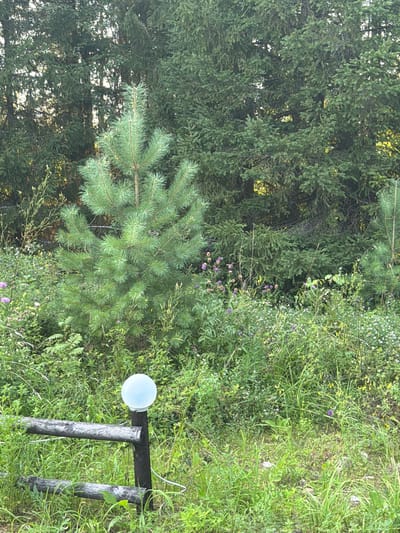 The image depicts a rural outdoor scene, likely in the city of Kuliki, Russia. In the foreground, a rustic wooden fence is visible, constructed from rough-hewn logs. Adjacent to the fence is a dark wooden post topped with a spherical white light fixture, which appears to be a solar garden light. The surrounding area is overgrown with lush green grass, interspersed with various wildflowers, including small purple and yellow blooms. A young pine tree stands prominently in the middle ground, its branches reaching outwards. Behind the pine, a dense forest of mature fir trees forms a dark green backdrop, with glimpses of sunlight filtering through the canopy. The overall impression is one of a natural, somewhat wild, setting in a rural or suburban environment. There are no people or animals present in the image.