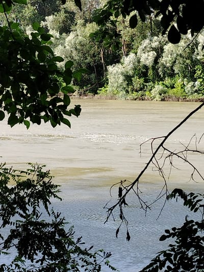 The image captures a tranquil scene of a wide, murky river flowing through a lush, tree-lined landscape. Dark green foliage in the foreground frames the view, with some branches silhouetted against the water and the distant bank. The opposite bank is densely covered with a variety of trees, some appearing to have white or light-colored foliage, creating a contrast with the darker green of the other trees. The water itself is a muted, brownish-green color, with ripples and some shimmering reflections indicating a gentle current. The overall impression is one of natural beauty and peacefulness.