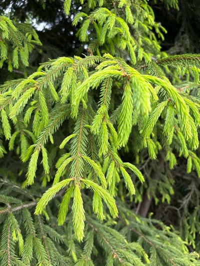 The image depicts a close-up of evergreen branches with vibrant green needles. Some of the needles appear to be new growth, displaying a lighter shade of green. The branches are densely packed, creating a textured pattern. The background is blurred with deeper green and dark areas. There is no indication of the image being in Rublevo, Russia or any other location. No people, interactions, or objects beyond the foliage are visible.