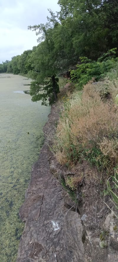 The image depicts a murky, algae-covered body of water bordering a rocky ledge with vegetation. The location appears to be a natural setting, likely near a body of water, possibly a lake or riverbank. The vegetation includes grasses, shrubs, and trees. The sky is overcast. The presence of algal bloom suggests a possible issue with water quality. There are no people visible in the image. No interactions are observable. The scene is located in Clarksville, United States.