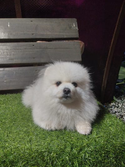 A small, fluffy white Pomeranian dog is seated on artificial green grass. The dog is facing forward and appears to be looking directly at the camera. Behind the dog, there is a wooden bench with horizontal planks. The background consists of a dark, textured material, possibly fabric, and a vertical wooden post. To the right of the post, there are small white pebbles and green foliage. The overall scene is outdoors.