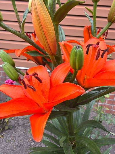 The image shows a close-up view of several orange lily flowers, some in bloom and others as buds. The flowers have prominent stamens with dark anthers. The leaves of the plant are long and slender and a deep green color. The background is blurred but includes elements that suggest an outdoor setting, such as a brick wall and gravel or soil. A beige, vertical siding is visible on the left side of the image, and a hint of a pink flower can be seen in the lower right corner. The lighting suggests it is daytime. The overall impression is a vibrant and natural scene, likely from a garden or outdoor planting.