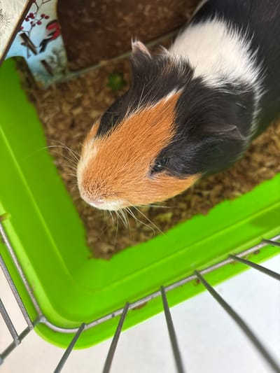 A tri-colored guinea pig with black, white, and orange fur is shown in a bright green plastic cage. The cage bedding appears to be wood shavings. The guinea pig is positioned in the upper right portion of the frame, facing left. Its head and front portion are in focus, revealing detailed fur texture and whiskers. The background is slightly blurred, showing more of the cage and bedding, and a decorative element with a bird and berries in the upper left corner. The image is taken from a high angle, looking down into the cage. No specific location in Радваніцкі сельскі Савет, Belarus can be determined from this image.