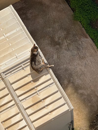An overhead view in Anavissos Municipal Unit, Greece, depicts a domestic tabby cat resting on a light-colored, ridged outdoor structure under direct sunlight. The cat, exhibiting brown-grey striped fur with a white chest and chin, is positioned on its left side, with its head turned to the left, away from the camera. One rear leg is extended horizontally towards the edge of the structure, revealing a white paw. The structure consists of weathered, off-white or beige corrugated panels with visible horizontal raised ridges and fasteners. Adjacent to the structure on the right is a textured concrete or asphalt ground surface. A patch of green ground cover is visible in the upper right corner, bordering the concrete. Strong illumination from above casts distinct shadows from the cat and the structure's ridges.