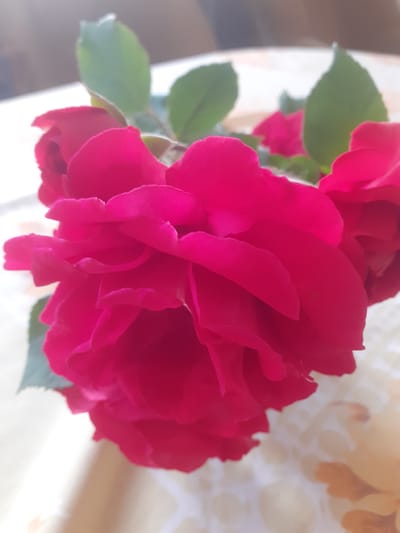 A close-up, vertical shot focuses on a cluster of vibrant pink roses, their petals layered and soft. Several green leaves are visible, some peeking out from behind the blooms. The roses appear to be indoors, resting on a surface with a textured, light-colored tablecloth or placemat featuring an abstract pattern. The background is softly blurred, with hints of light and shadow suggesting an indoor setting near a window. The scene is static and serene, with no visible people or animals. The overall impression is one of natural beauty and delicate texture. The provided image does not contain any visual information that would allow for its location to be identified as being in the city of Border Gyumri-Akhuryan, Armenia.
