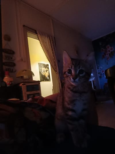 A young tabby cat is the central subject in a dimly lit indoor scene. The cat, with prominent ears and large dark eyes, is seated and looking directly at the camera. The background features elements of a room, including a doorway with a curtained window, a framed artwork with foliage and text, and a table with a lamp. The lighting suggests it is nighttime or the room is otherwise dark. The image was captured at the user's residence in Serravalle, Switzerland.