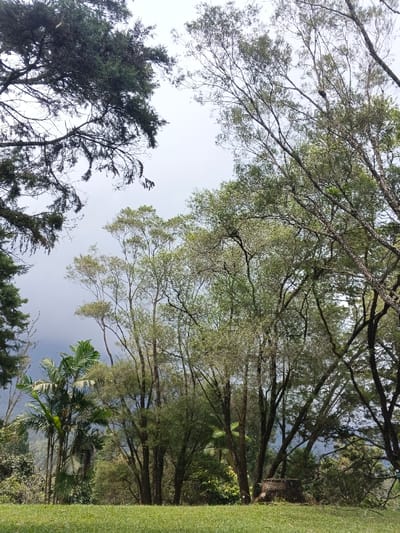 A verdant scene unfolds with a backdrop of ominous grey clouds. Tall trees with varying shades of green dominate the view, their branches reaching towards the sky. A palm tree adds a tropical touch to the landscape. Below, a carpet of bright green grass covers the ground. In the middle of the shot there is also a big tree trunk which could also work as a seat.