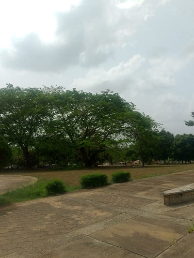 The image depicts an outdoor scene in what appears to be a park or open recreational area within the city of Abeokuta, Nigeria. The sky is overcast with a blanket of grey clouds. In the middle ground, several large, deciduous trees with dense green foliage dominate the view, casting considerable shade. Beyond these prominent trees, a line of smaller trees or shrubs extends towards the right horizon. The foreground consists of a patterned paved surface, constructed from a mix of rectangular concrete slabs and interlocking hexagonal pavers. A narrow strip of green grass and low, neatly trimmed green bushes runs along the edge of the paved path, separating it from a wider area of drier, brownish grass or dirt. On the far right, a low, stone-built bench or planter box is partially visible on the paved surface. No individuals, vehicles, or animals are present in the scene, and no specific actions or interactions are depicted.