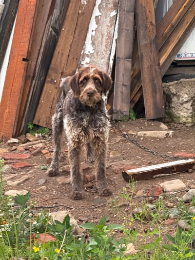 A medium-sized, brown and white wirehaired dog is chained to a metal post in an outdoor, rustic setting. The dog stands facing the camera, with its body angled slightly to the right. It has a scruffy coat, long legs, and a prominent beard. The background consists of a stack of weathered wooden planks, leaning against a building. The ground is covered with dirt, scattered bricks, and small rocks. Green vegetation, including grass and small yellow flowers, grows in the foreground and around the edges of the scene. A metal chain connects the dog to an unseen anchor point. The scene appears to be in a yard or courtyard.