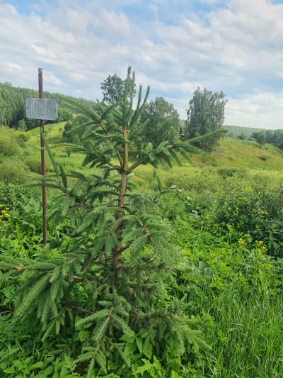 The image depicts a young spruce tree in the foreground, positioned to the left of a rusty metal pole with a rectangular, weathered sign attached. The tree is surrounded by lush green vegetation, including tall grasses and various plants, some of which have small yellow flowers. In the background, a rolling green hillside is visible, covered with trees and a path or clearing. The sky above is partly cloudy with a mix of white and gray clouds against a blue sky. The scene appears to be a natural landscape, possibly a park or undeveloped area, located in or near the village of Malaya Beloniasova, Russia. There are no people or animals present in the image.