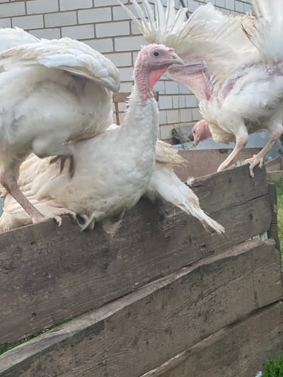The image shows a group of white turkeys, some of which are partially obscured. The turkeys are in an outdoor setting, with a tiled floor or wall visible in the background on the left. To the right, there are rough wooden planks, suggesting an outdoor enclosure or walkway. The lighting suggests it is daytime, with no specific weather conditions clearly indicated. One turkey's head is prominently featured in the foreground, showing its pinkish wattles and beak. Another turkey is positioned behind it, and parts of at least two other turkeys are visible, indicating a small flock. The turkeys appear to be calm, with no obvious signs of distress. The overall scene is rustic and agricultural. There is no visible text in the image.