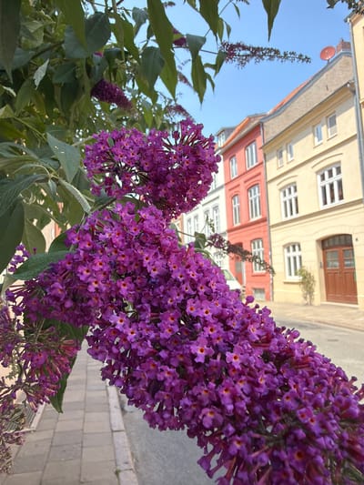 The image shows a close-up of a blooming Buddleja davidii plant with clusters of purple flowers in the foreground. Behind the flowers, a street scene in Wismar, Germany, is visible. The street is paved with cobblestones and lined with colorful buildings, including a red, a yellow, and a white facade. The sky is clear and blue. There are no people visible in the image. The focus is on the flowers, which are abundant and vibrant, with small orange centers. The background buildings are slightly out of focus, creating a sense of depth. The overall impression is one of a bright, sunny day in a European town.