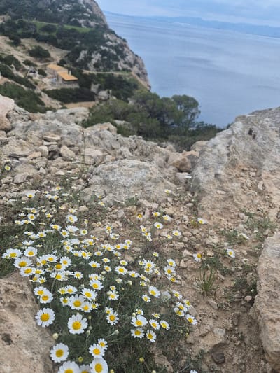 The image captures a rocky coastal landscape within the Municipal Unit of Loutraki - Perachora, Greece, viewed from an elevated position. In the immediate foreground, a dense cluster of white-petaled flowers with yellow centers, resembling daisies, grows amidst light-colored, fragmented rocks and sparse green foliage. The ground exhibits an irregular, unpaved texture composed of soil and varying sizes of stones.
The midground features a descending rocky cliff face, sparsely vegetated with green shrubs and small trees. A narrow, winding path or track is visible traversing the upper-left section of this incline. Further down the slope, a light-colored, single-story building with a reddish-brown roof is discernible, integrated into the natural contours of the hillside.
The background displays a vast expanse of calm, grayish-blue water, indicative of a sea or gulf, stretching towards a distant, hazy horizon where faint landmasses are visible. The sky above is uniformly overcast, diffusing natural light across the scene. No individuals, animals, or active subjects are present in the depicted environment.