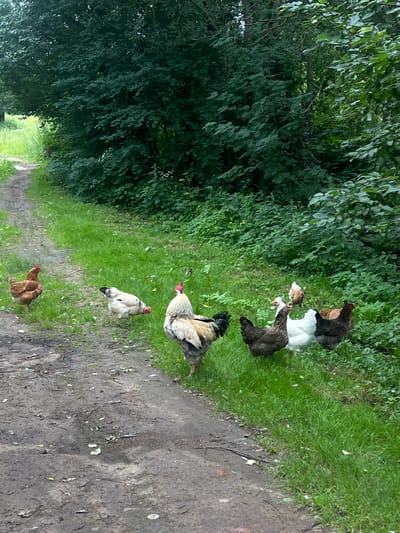 A flock of chickens are scattered along a dirt path bordering a lush green grassy area. The chickens are of various breeds and colors, including brown, white, black, and speckled. Some are pecking at the ground, while others are standing or walking. In the background, there is a dense forest of green trees and foliage. The path appears to be in a rural or semi-rural area, possibly in Bol'shaya Shishovka, Russia, given the naturalistic environment. The lighting suggests it is daytime, with diffused light filtering through the trees.