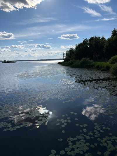 The image shows a wide view of a lake with lily pads on the surface. A dense line of dark green trees forms the shoreline on the right side of the frame, with patches of green grass and smaller bushes visible along the water's edge. In the distance, across the shimmering water, there is a faint hint of a city skyline on the left horizon. The sky above is a bright blue, dotted with scattered white and gray clouds, with the sun's glare reflecting off the water in the distance. The reflection of the clouds is visible on the surface of the lake, adding to the serene atmosphere. The image does not contain any people or discernible actions. This scene is likely from a natural area bordering a body of water, possibly Lake Senezh in Solnechnogorsk, Russia, given the presence of a lake and distant cityscape.