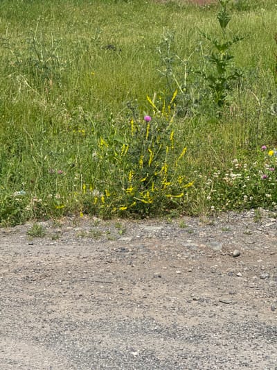 The image depicts a roadside scene in the city of Nogir, Russia, characterized by a gravel path in the foreground and a dense growth of wild vegetation in the background. The vegetation includes tall grasses, thorny plants, and clusters of small yellow flowers. A single purple thistle-like flower stands out amongst the yellow blooms. The environment appears to be a natural, undeveloped area adjacent to a road, likely a rural or semi-rural setting within Nogir. There are no people or animals visible in the image, and no specific actions or interactions are occurring. The overall impression is one of untamed nature bordering a simple gravel road.