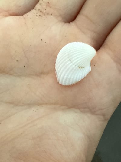 A close-up, top-down view depicts a light-skinned human hand holding a single, small, white bivalve seashell fragment. The seashell exhibits prominent concentric ridges and minor brown specks on its interior surface, resting within the palm. Numerous small, dark, granular particles, consistent with sand, are distributed across the skin surface of the hand. This scene is located on a beach in Antón Lizardo, Mexico. The immediate background is dark and out of focus, providing no additional specific environmental details beyond the hand and shell.