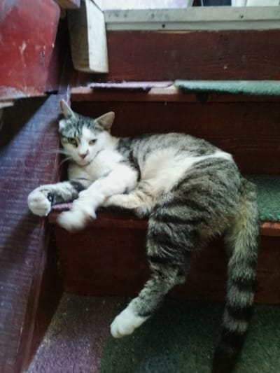 A tabby and white cat with grey and black stripes is lying on a wooden staircase. The cat is resting on its side, with its front paws extended. The staircase is dark red with green carpet runners on some of the steps. The background shows a red wall on the left and more wooden stairs. The scene appears to be indoors, possibly in a home in Nicorești, Romania.