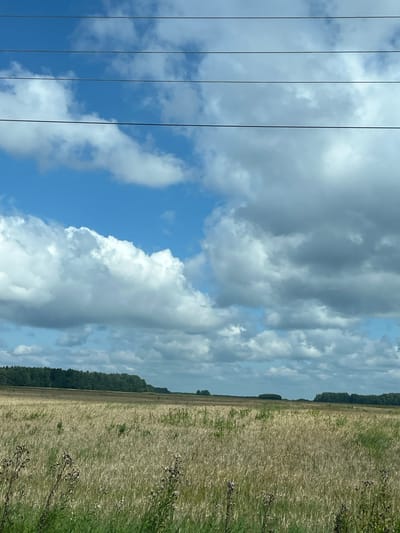 A panoramic, eye-level, landscape photograph captures a wheat field under a cloudy, blue sky. The field occupies the majority of the frame, with the sky above and a distant tree line at the horizon. Four thin, black, horizontal power lines stretch across the top of the image. The wheat appears dry and golden, with some green foliage visible in the foreground. The clouds are predominantly white and grey, with patches of blue sky peeking through. The distant tree line is a dark, dense green. The scene is quiet and appears to be a rural setting in Zavrazhnoye, Russia. There are no people or animals visible in the image. The overall mood is serene and natural.