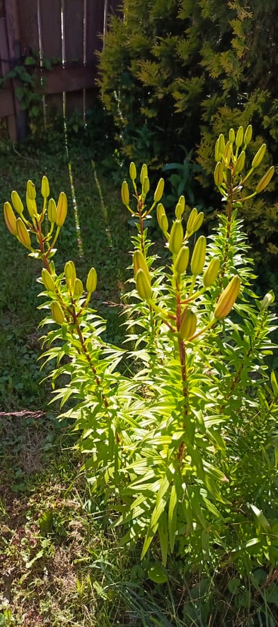 In the city of Мерчалово Снт, Russia, an outdoor scene is depicted with a focus on several tall lily plants bearing numerous green buds. The plants are in the foreground, their long, slender leaves catching the sunlight and creating a vibrant green hue. The lily stems are reddish-brown and branch out to support clusters of flower buds, most of which are still closed.
In the background, a wooden fence with vertical slats is visible on the left side of the image. Sunlight filters through the fence, casting striped shadows on the grassy ground. To the right of the fence, a dark green evergreen shrub, possibly a thuja, dominates the mid-ground. The ground is covered in a mix of green grass, dry brown patches, and some scattered weeds. The overall impression is a sunny day in a garden setting, with the lilies appearing to be in the early stages of blooming. There are no people or animals visible in the image.