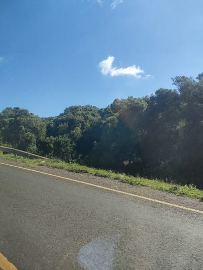 The image depicts a road in what appears to be a rural or forested area of Kenya. The asphalt road surface is visible in the foreground, marked with a yellow line. Lush green vegetation lines the roadside, leading to a dense forest in the background. The sky is blue with a few scattered clouds. No people are visible. The location details, including Municipality ward, are not discernible from the image.