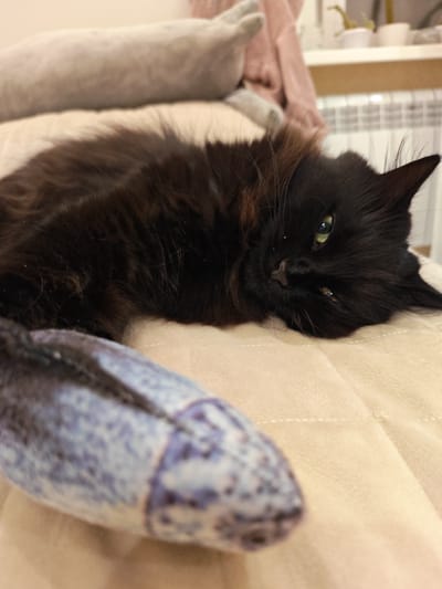 A black cat with long fur is lying on a beige surface, possibly a bed or sofa. The cat's eyes are partially closed, and it appears relaxed. In the foreground, a blurred blue and white object, which resembles a fish-shaped pillow or toy, is visible. In the background, a radiator and a shelf with small plants can be seen. The scene is indoors.