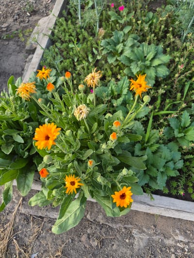 The image shows a close-up view of orange calendula flowers blooming in a garden bed in Қанабек, Kazakhstan. The flowers are vibrant orange with yellow-orange petals and dark centers. Some of the flowers are in full bloom, while others are still in bud. The flowers are surrounded by lush green foliage. In the background, other plants and a wooden garden border are visible. The ground is covered with soil and some dry grass. The scene is outdoors, suggesting a sunny day. There are no people or animals present in the image.