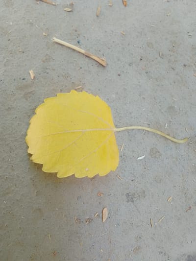 A single, bright yellow leaf with a serrated edge lies on a grey, textured surface. The leaf has prominent, light-colored veins forming a netted pattern across its surface. A thin, pale green stem extends from the leaf, curving gently to the right. The grey surface appears to be concrete or pavement, with small flecks of darker material embedded within it. Scattered across the surface are a few small, dry, light brown twigs or slivers of wood. The lighting suggests it is daytime, with the bright color of the leaf indicating good illumination. The scene is an outdoor setting, likely a ground surface in an urban or paved area. There is no text visible in the image. The overall impression is a simple, natural object resting on an artificial surface.