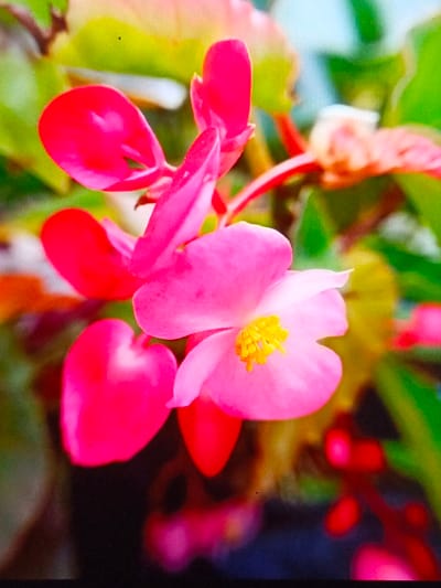 A close-up reveals a cluster of pink begonia flowers, some intensely red and others a softer pink with a yellow center. Green and yellow leaves offer a vibrant backdrop. The petals display smooth, rounded edges, capturing light and creating depth. A sense of natural beauty and delicate detail is evident in the composition.