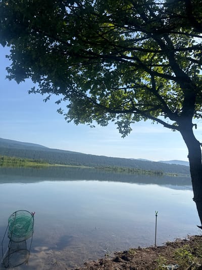 The image depicts a tranquil natural scene, contextually situated in the vicinity of Ivanovo, Bulgaria. A large, leafy deciduous tree, with its dense green foliage and dark trunk, occupies the upper right and top portions of the frame, partially obscuring a clear, light blue sky. Sunlight filters through the leaves, creating dappled light. Below the tree, a calm body of water, likely a lake or wide river, extends across the middle and lower sections of the image. The water's surface is smooth and highly reflective, mirroring the distant, forested hills that line the horizon and the clear sky above. The hills appear in varying shades of blue-green, indicating depth and distance. In the immediate foreground, on the left, a green, cylindrical fishing keepnet is partially submerged in the shallow water near the bank, featuring a red clip visible on its upper edge. To the right, a single, green-tipped fishing rod rest (bankstick) is firmly planted vertically in the muddy bank, adjacent to the water's edge. The foreground bank consists of dark soil with sparse vegetation and some organic debris. The shallow water near the bank reveals the clear bottom with visible aquatic vegetation and small stones. No individuals are present in the scene. The lighting suggests a bright, clear day.