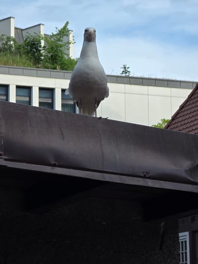 A seagull stands on the edge of a dark brown gutter, looking directly at the camera. The bird is predominantly white with gray wingtips and yellow legs. Behind the seagull, a modern building with a green rooftop and several windows is visible. To the right, a red tiled roof of another building is partially visible. The sky above is cloudy with patches of blue. The scene appears to be an urban environment, possibly in the city of Sopot, Poland, given the architectural style and the presence of a seaside bird. The image is a low-angle shot, emphasizing the seagull against the backdrop of the city.