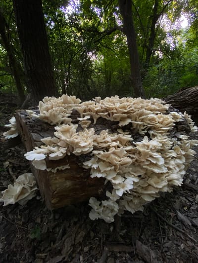 A cluster of white mushrooms resembling cauliflower grows on a fallen log. The mushrooms are tightly packed, creating a dense mass. The bark of the log is visible between the mushrooms. The surrounding environment includes trees with green leaves and scattered fallen leaves on the ground. The composition gives a view looking upwards from the bottom of the log.