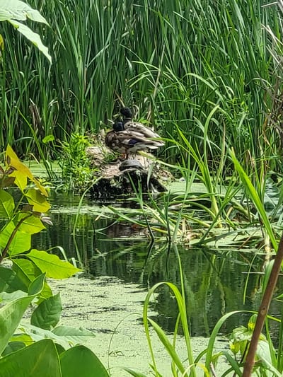 This image depicts a natural scene in Zolotonosha, Ukraine, featuring a pond or shallow body of water densely surrounded by tall green reeds and aquatic plants. In the foreground, vibrant green leaves of a plant partially obscure the view. The water's surface is covered with a thick layer of light green algae, with reflections of the surrounding vegetation visible.

A small, dark-colored turtle is perched on a submerged rock in the water. Further back, resting on a mossy log or rock, are two mallard ducks. The duck in front is a female with mottled brown and gray plumage, while the one behind her is a male, identifiable by its dark iridescent head and neck. They appear to be resting or observing their surroundings. The overall impression is one of a tranquil wetland ecosystem within Zolotonosha.